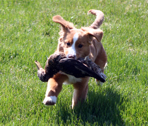Bronson Duck SITE