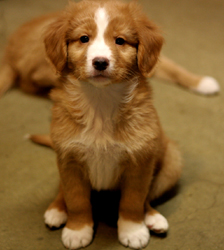 Bronson puppy SITE