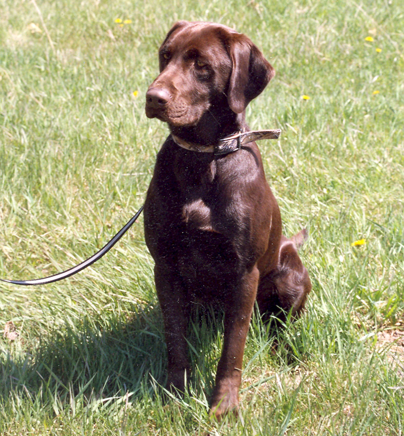 QBrowndog2