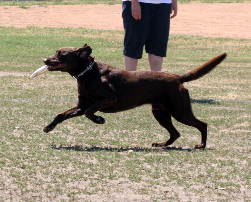 Qfrisbee3