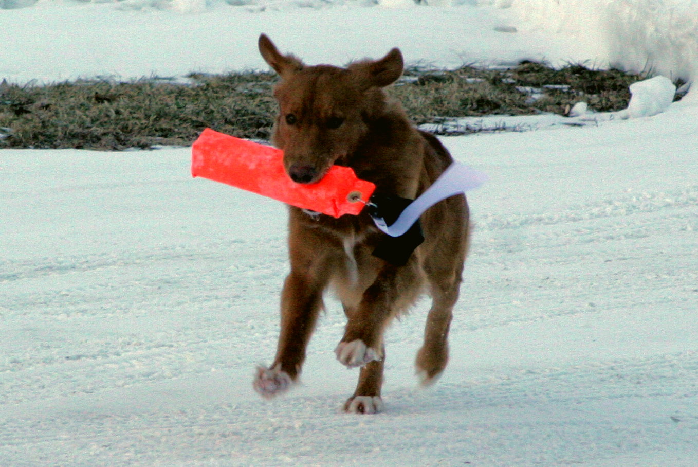 Stingretrieve
