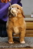 biff2