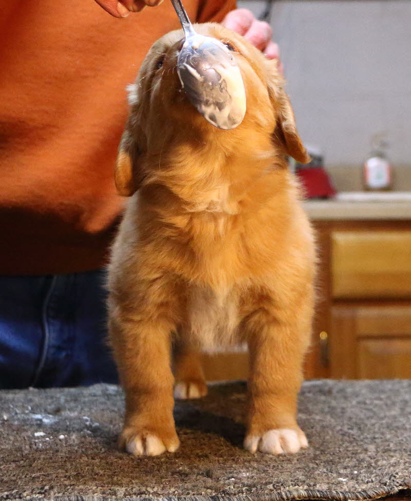 biff2