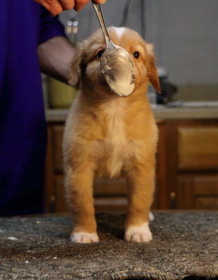 carrot2