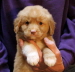 george