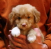 george