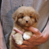 jerry