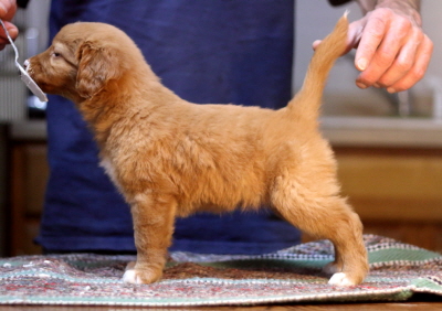 velvet3