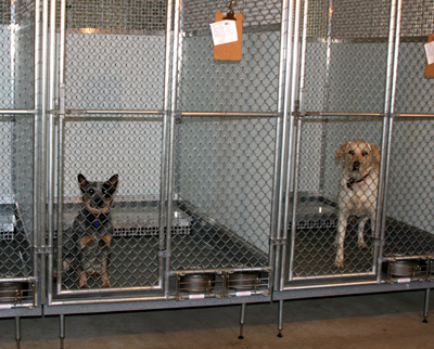 kennel1