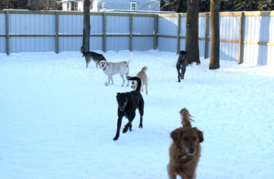 kennel yard