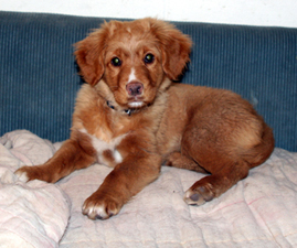 niki3.5 months.2